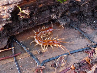 Photo de myriapode : Chilopodes - Centipèdes - Chilopoda