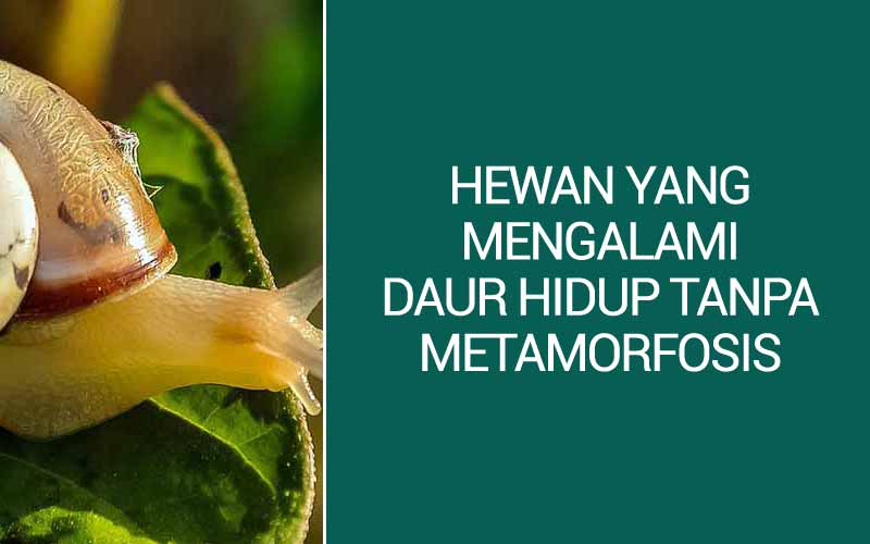  Daur  Hidup  Gambar  Hewan  Yang Tidak  Mengalami Metamorfosis  