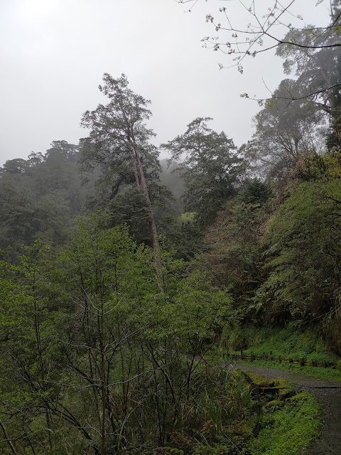 拉拉山國家森林遊樂區 - 未來的神木