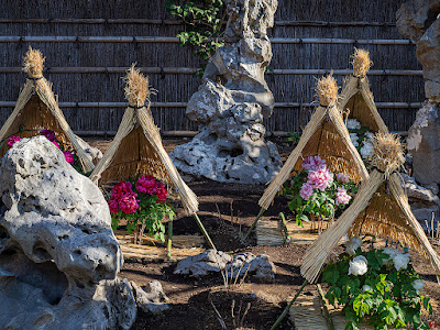 Huyu-botan (winter peony) and Taihu stones : Tsurugaoka-hachimangu