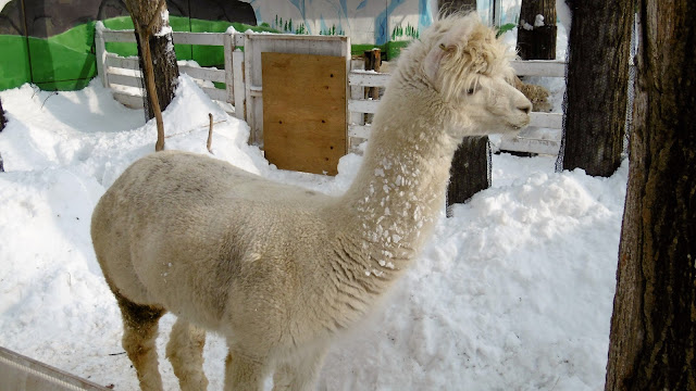 北海道 札幌 ノースサファリサッポロ アルパカ