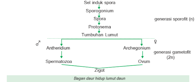 bagan daur hidup lumut daun