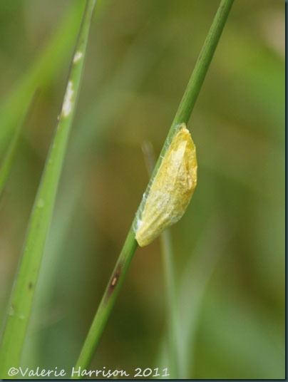 9-six-spot-burnet-cocoon
