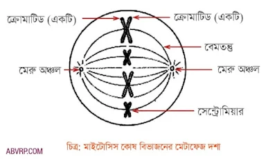 প্রাণীকোশের মাইটোসিস কোশ বিভাজনের মেটাফেজ দশার পরিচ্ছন্ন চিত্র অঙ্কন