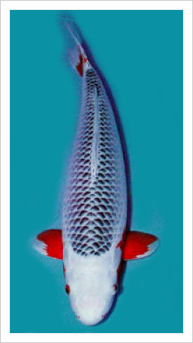 Aneka Ikan Koi Termahal Di Dunia