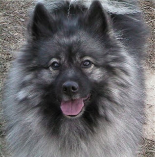 keeshond dog information pets puppy chien loup deutscher wolfsspitz german spitz