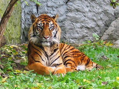 gambar hewan langka, foto harimau