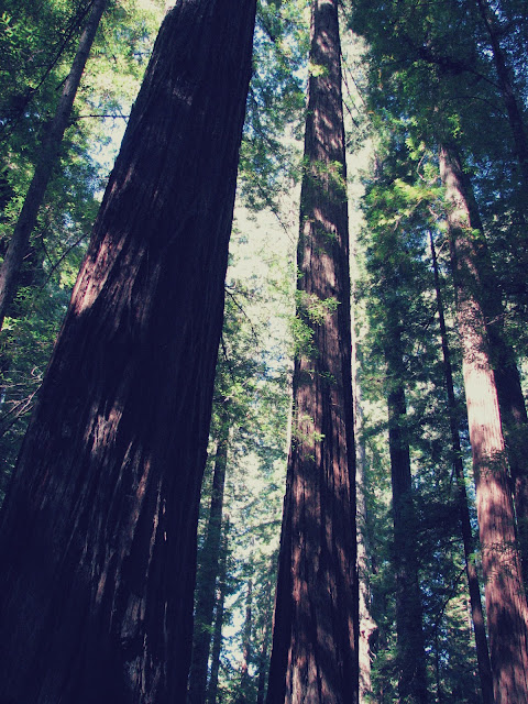 photo challenge, shadows, trees, Redwood National Park, redwoods, California, Paul Bunyan, Trees Of Mysteries, sunshine, escaping winter