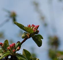 Apfelblütenknospen © H. Brune