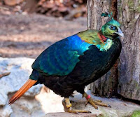 picture of Himalayan monal (Lophophorus impejanus)