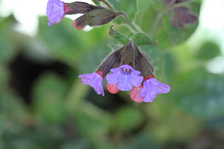 Lungwort Flowers