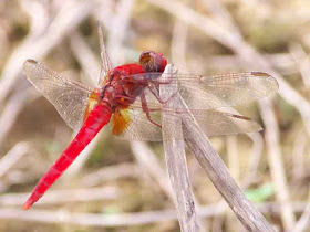 dragonfly, insect, Japan