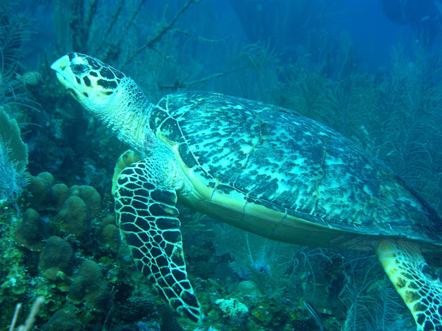 Belize Barrier Reef 