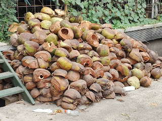 Tumpukan limbah kulit kelapa muda