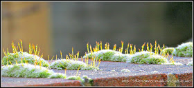 frosty green moss