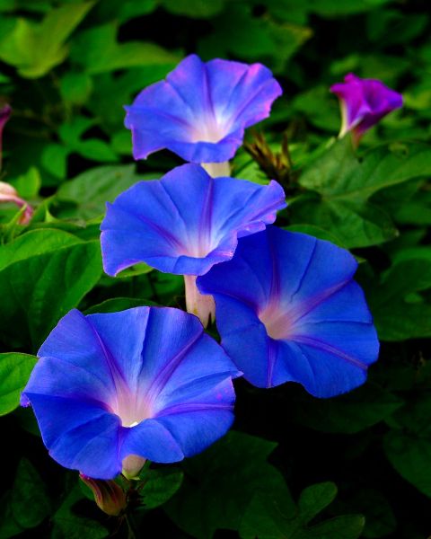 Pictures Of Flowers Morning Glory
