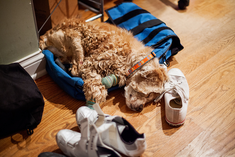 Princess asleep on Andrew's backpack