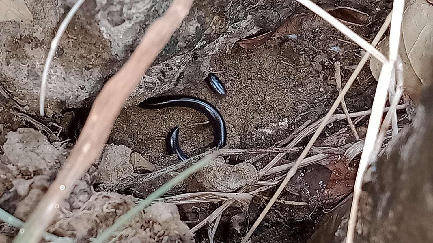 Brahminy Blindsnake (Indotyphlops brahminus)... One Of The World's Smallest Snakes!