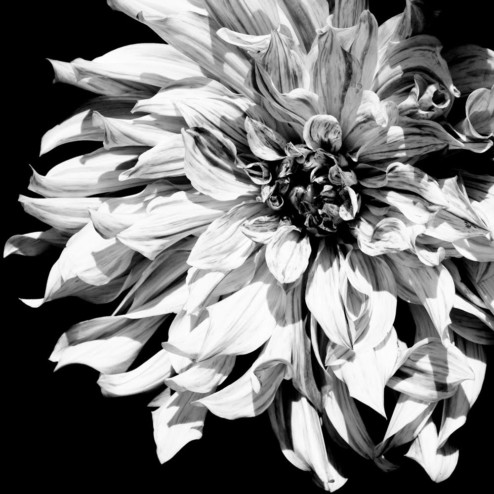 Black And White Flower Photography