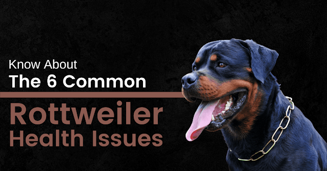 rottweiler-health-issues
