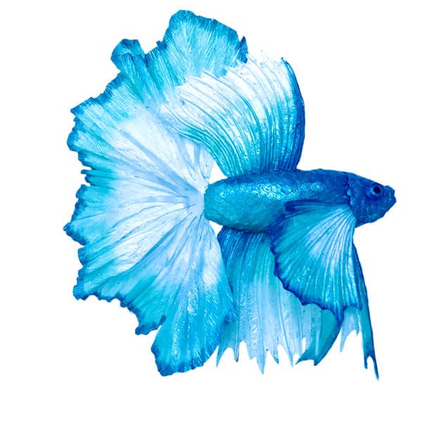 biright blue fish with feathery, almost transparent fins