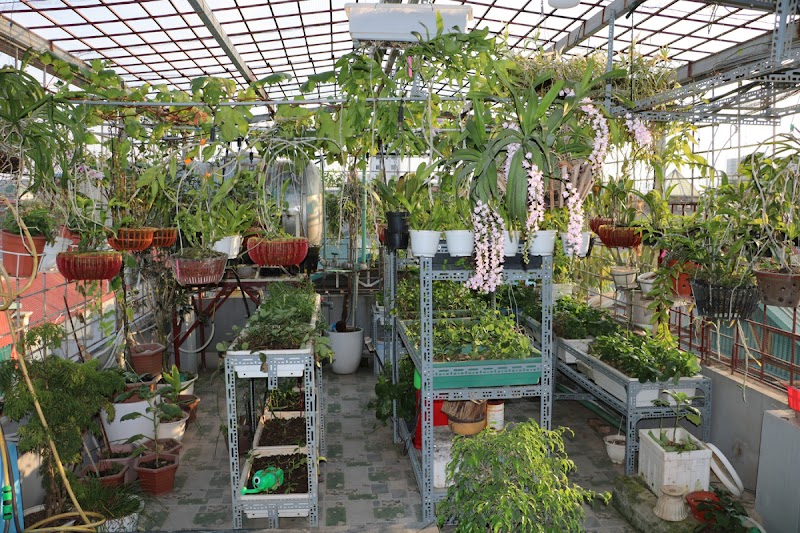 “Giám đốc” chi 400 triệu làm vườn sân thượng: Rau tươi tốt, chim gọi nhau ríu rít vui tai