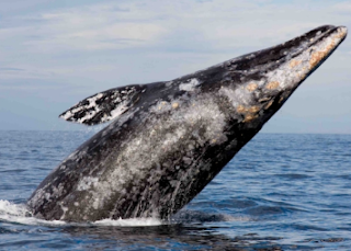 Paus Abu-Abu (Gray Whale)