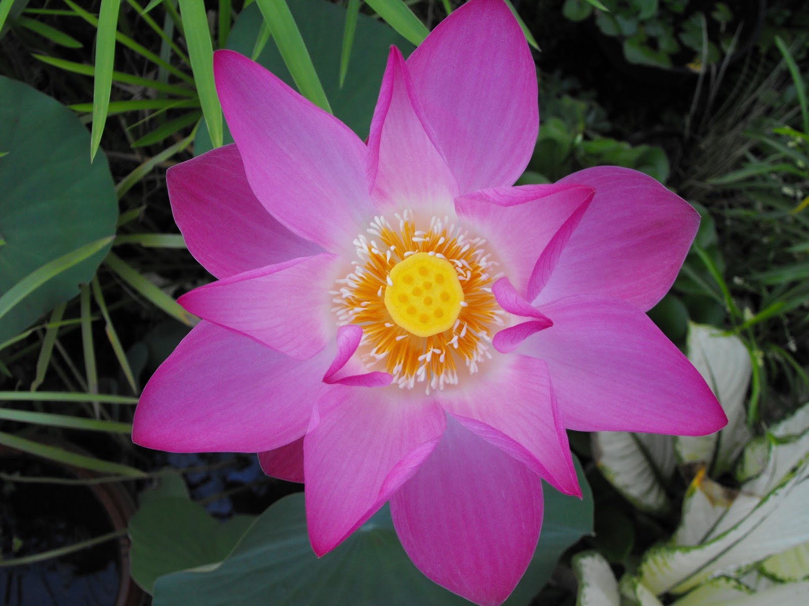 Gambar Bunga Lotus