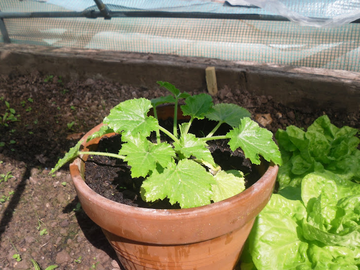 Courgettes