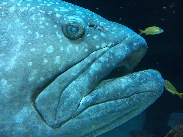 Giant grouper fish public domain picture 