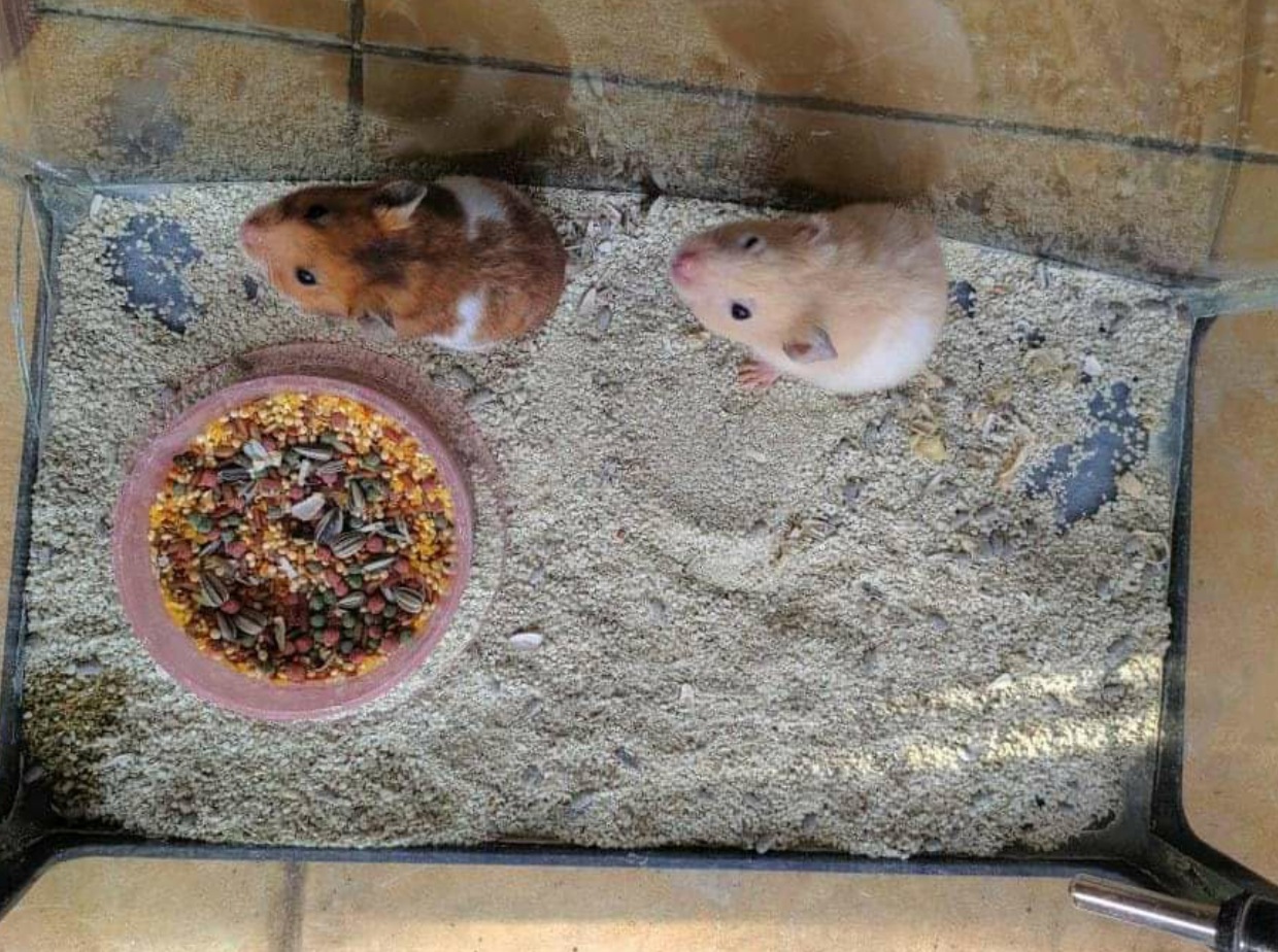 Cara Mengawinkan Hamster  Syrian Terbukti Ampuh HoBinatang