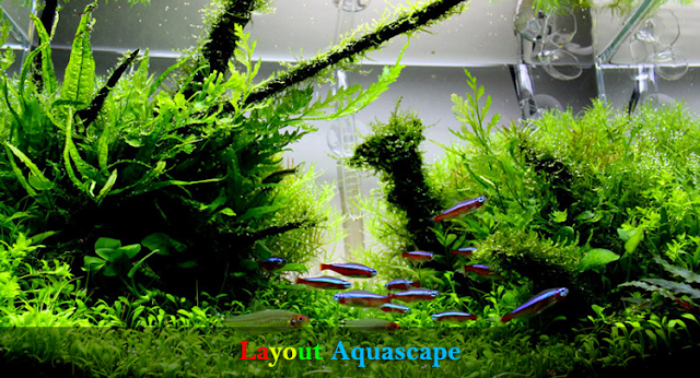 10 Rekomendasi Layout Aquascape Terbaik