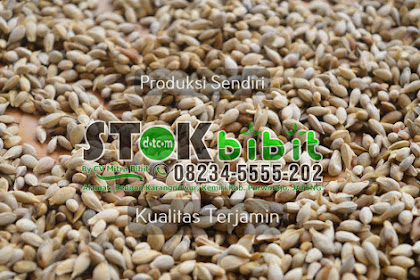Katuk                                  budidaya tanaman katuk