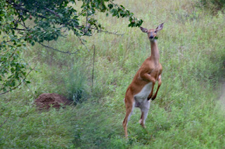 whitetail doe feeding on pear tree