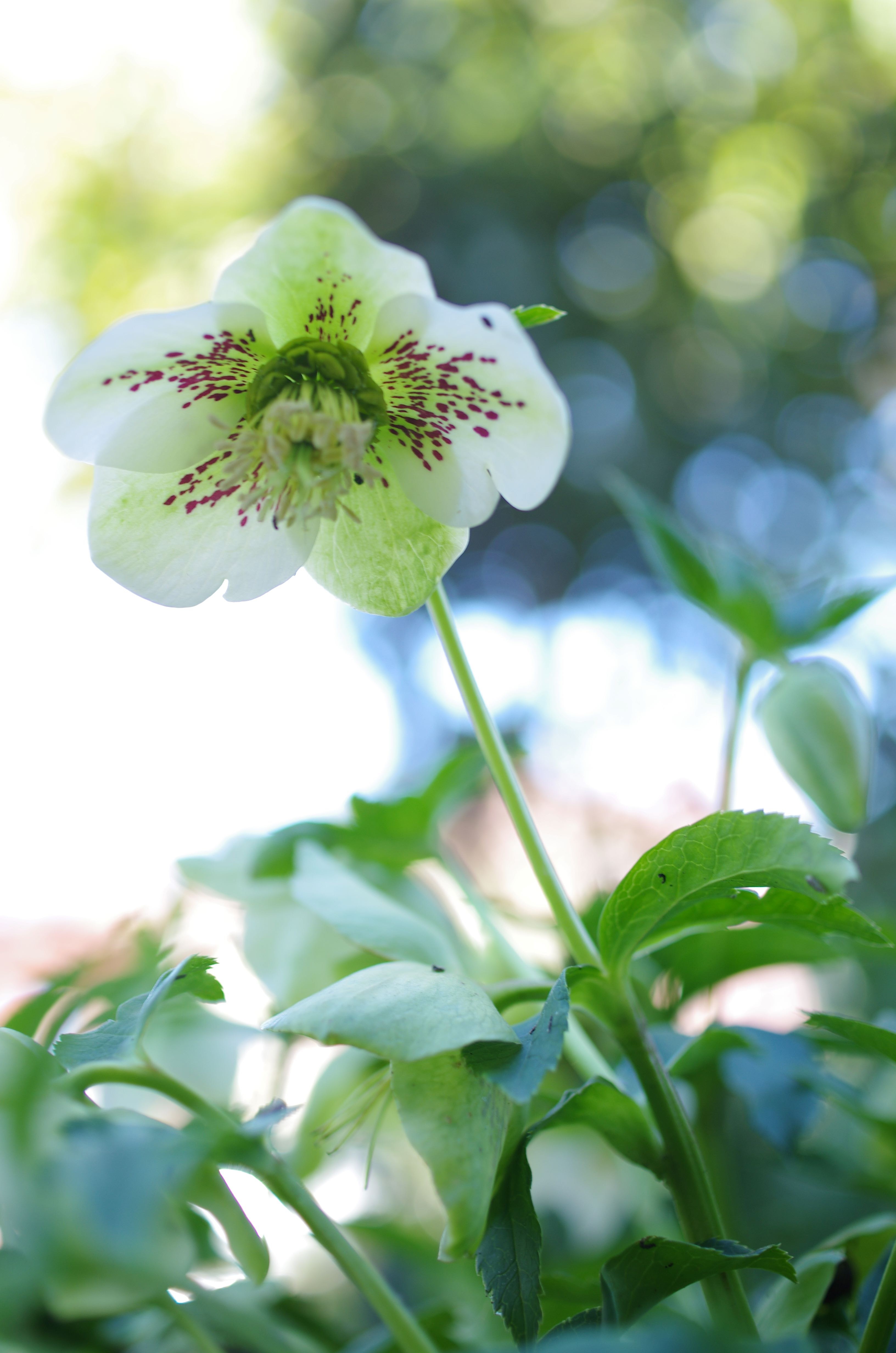 Helleborus flower