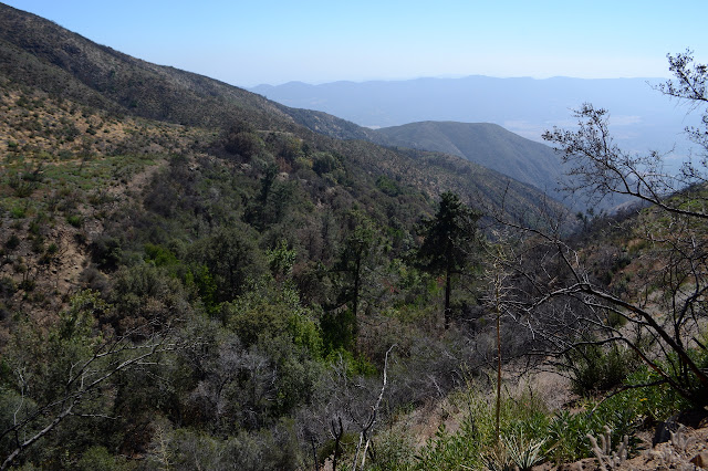 trees in an unburned crevas