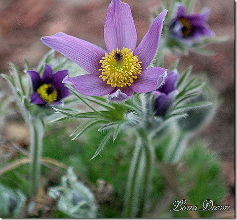 PasqueFlower5_PulsatillaVulgaris