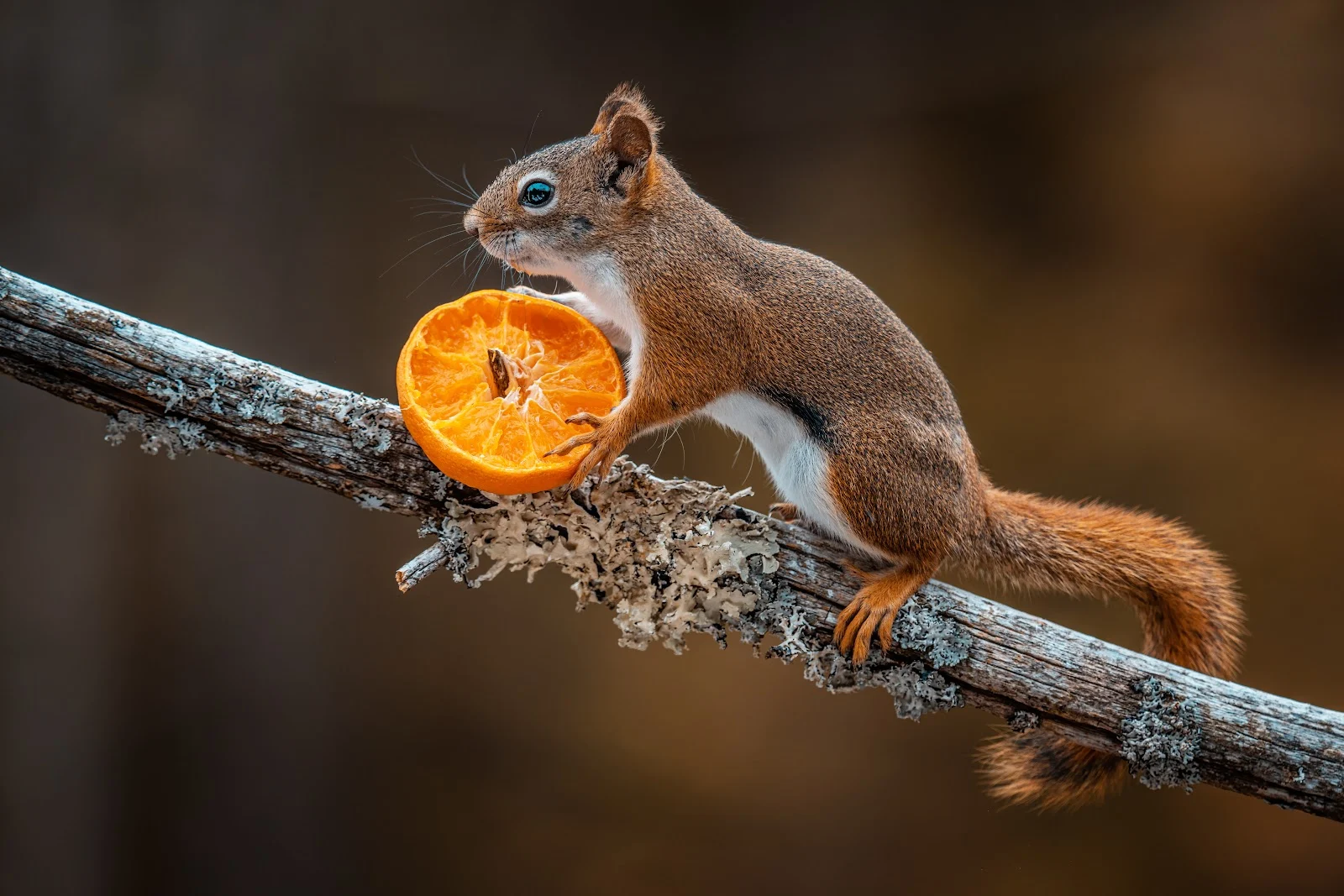 a squirrel holding a sliced fruit 8361012