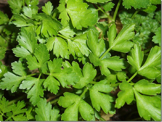 Parsley, Italian Flat Leaf