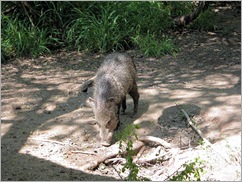 javelina