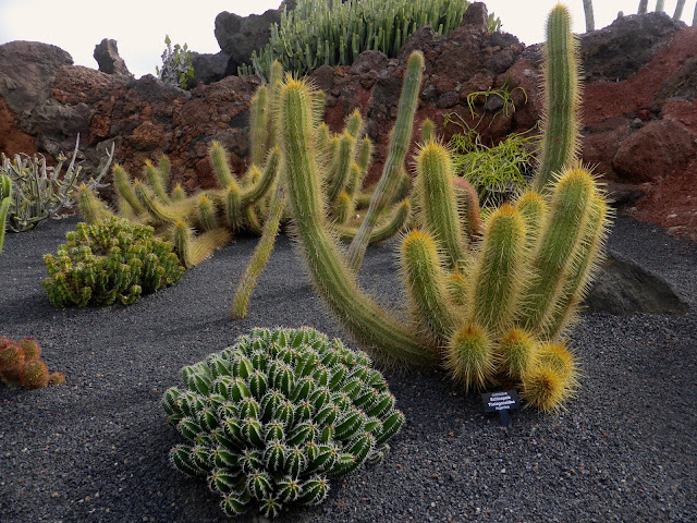 Lanzarote-Jardin-de-Cactus