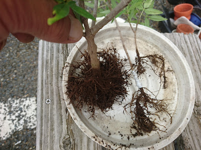 根　植え付ける準備