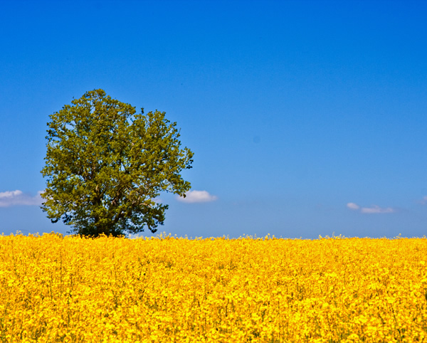 European agriculture, rapeseed field