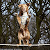 Amazing Balancing Act of the Dog on a Tightrope