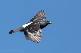Racing Pigeon in Flight Woodbridge Island Image Copyright Vernon Chalmers Photography