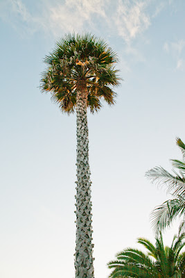 palm tree