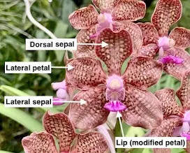 Anatomy of an orchid