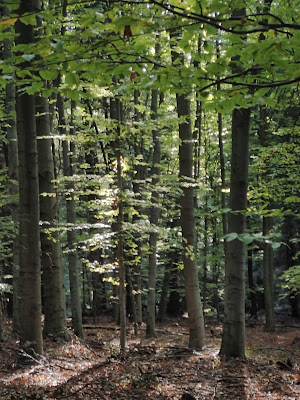 grzyby 2019, grzyby w październiku, grzyby w okolicy Krakowa, borowiki, opieńki, grzyby aromatyczne