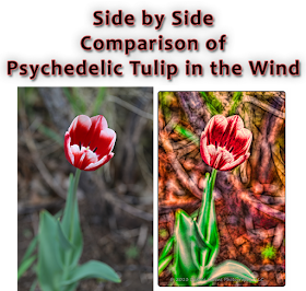 Side by Side Comparison of Psychedelic Tulip in the Wind: Dakota Visions Photography LLC on www.seeyoubehindthelens.com