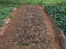 Hugelkultur swale bed complete and mulched with leaves.